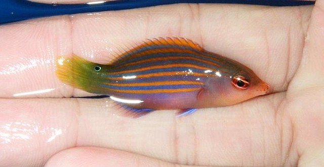 Sixline Wrasse