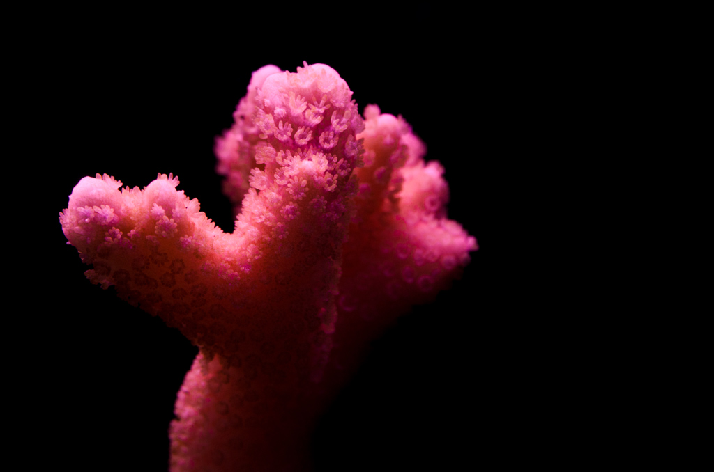 Montipora Digitata-Pembe