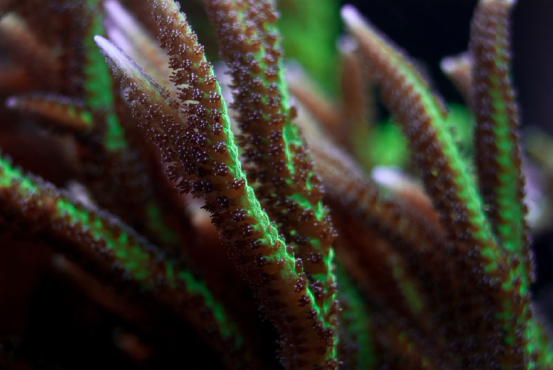 Birdsnest Coral-Yeşil