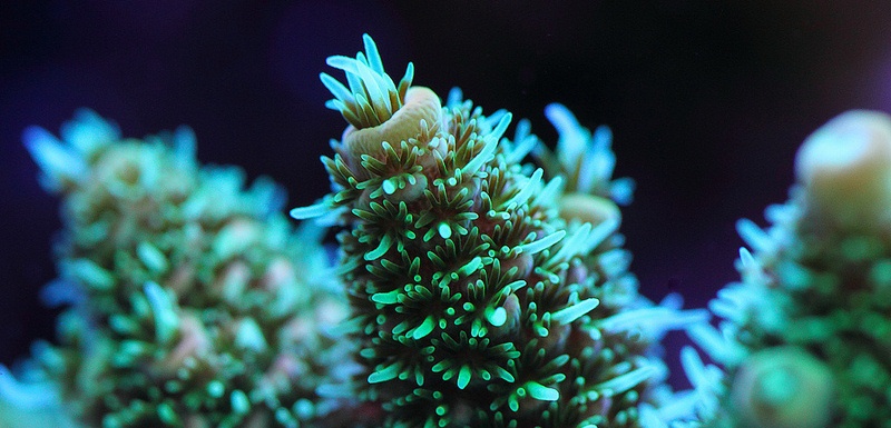 Montipora Digitata-Yeşil