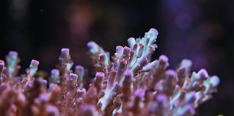 Acropora Efflorescens-Cultured