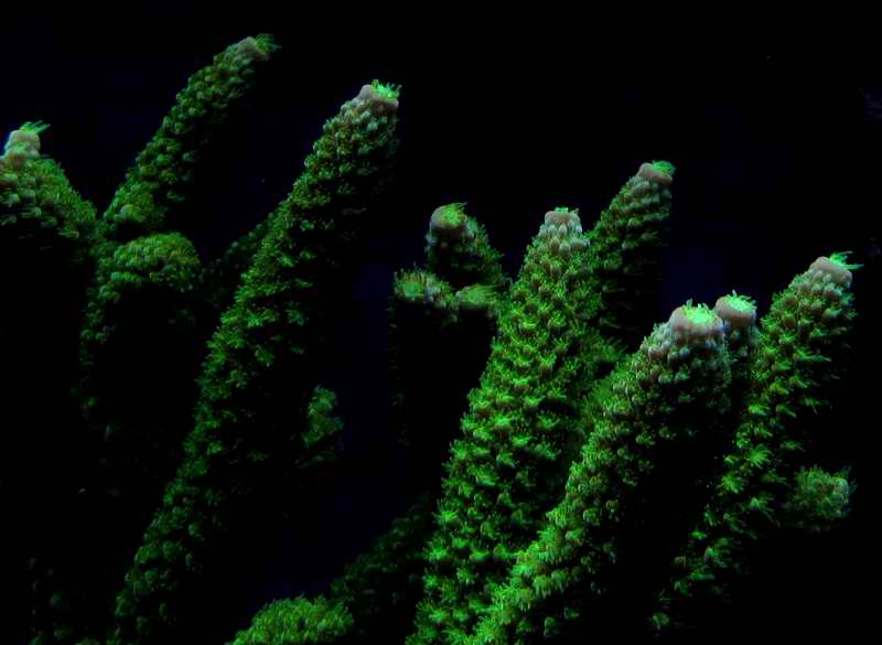 Montipora Digitata-Yeşil