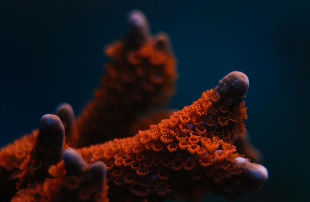 Montipora Digitata-Kırmızı