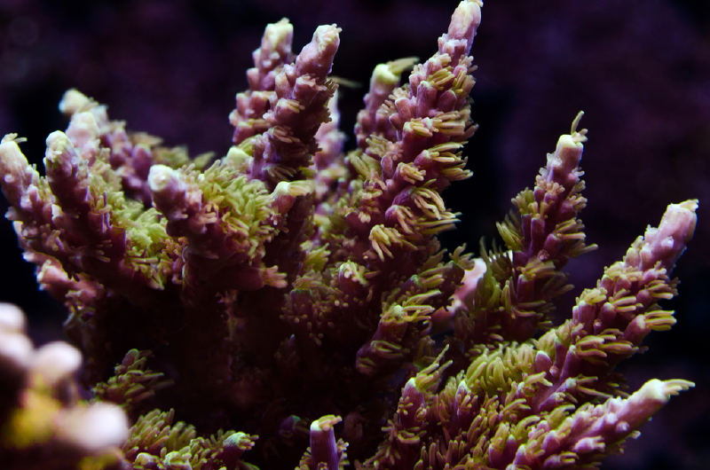 Acropora staghorn-Mor
