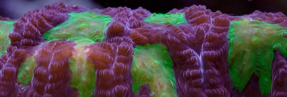 War Coral (Favia sp.)