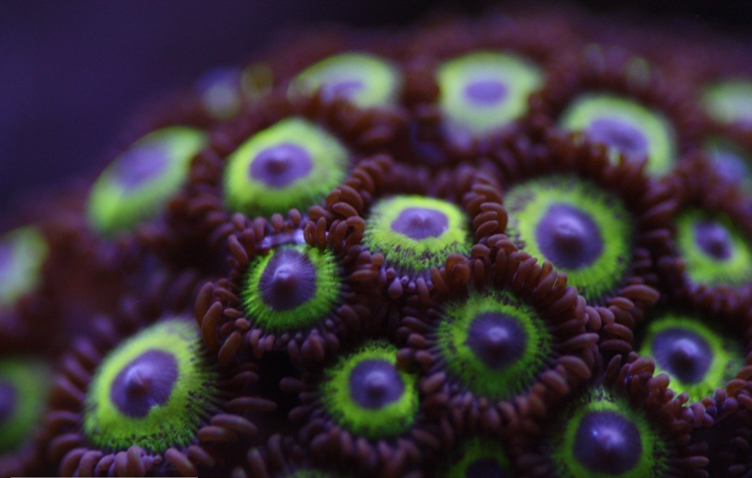 Assorted Color Zoanthids-Jakarta