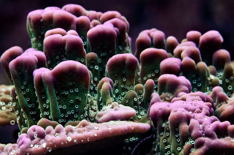 Spiny Cup Coral