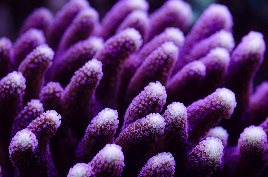 Montipora Digitata-Mor