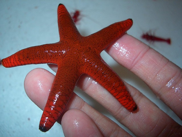 Red Fromia Starfish
