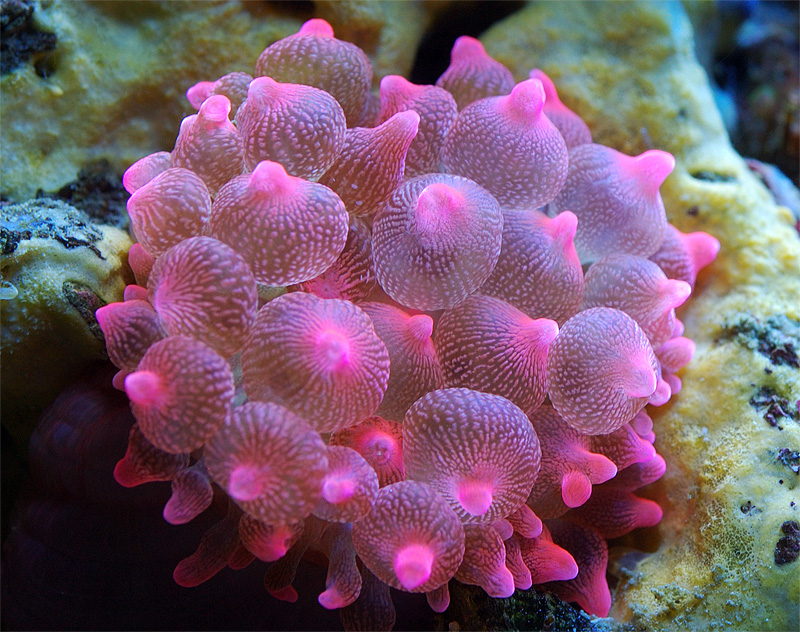 Bubble Anemone