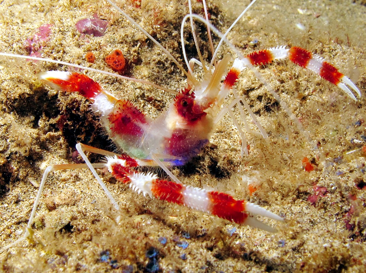 Boxer Shrimp