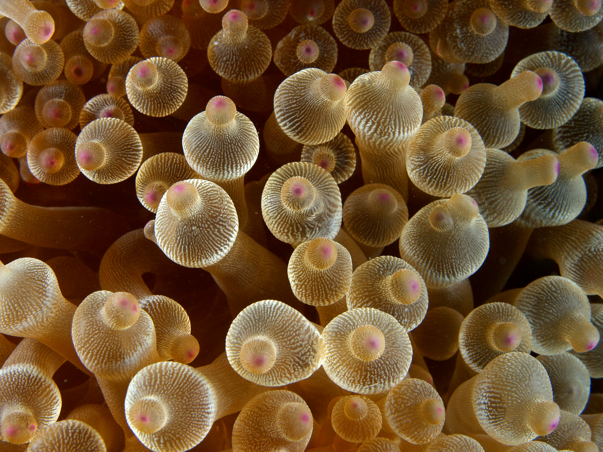 Yellow Tıp Bubble Anemone
