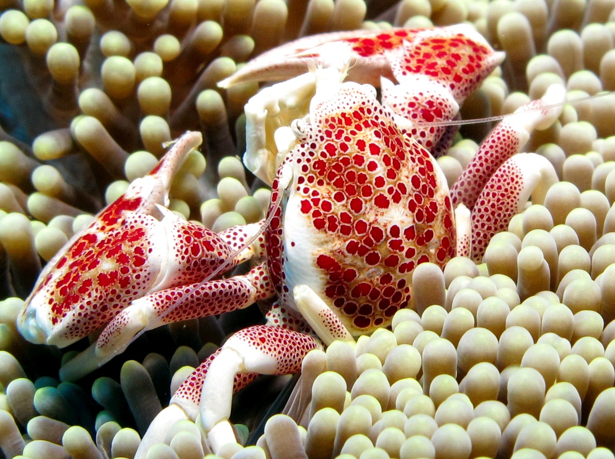 Porcelain Anemone Crab