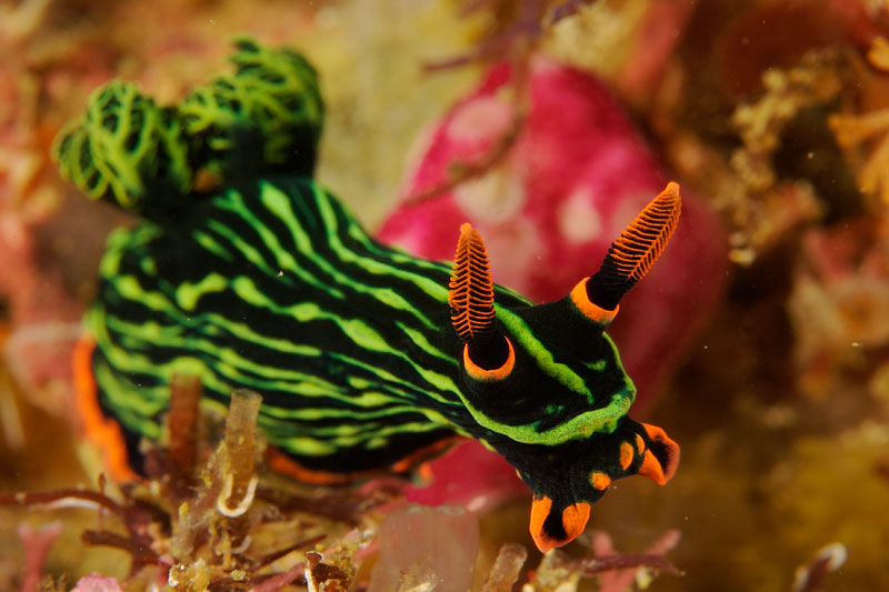 Nudibranch