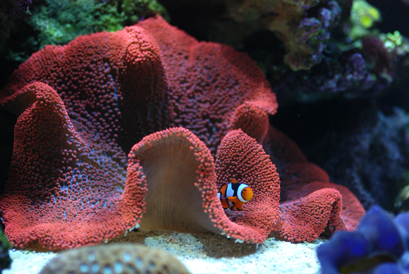 Carpet Anemone- Halı Anemonu