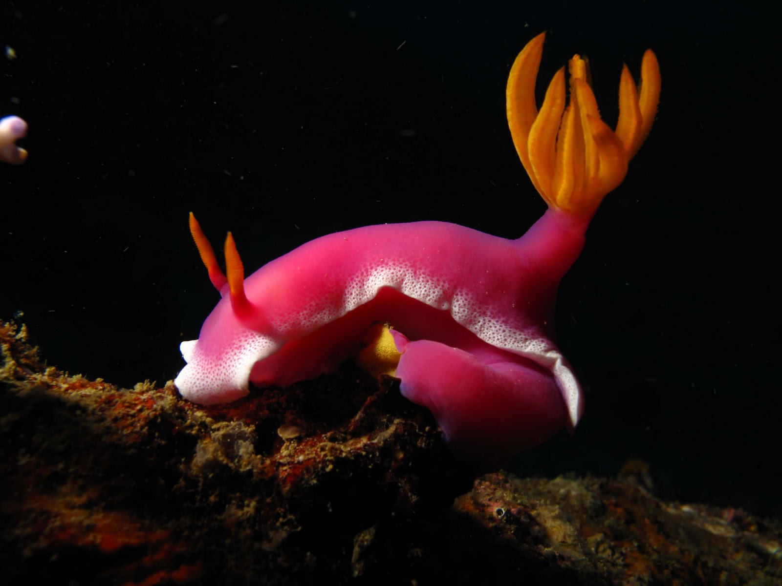 Nudibranch