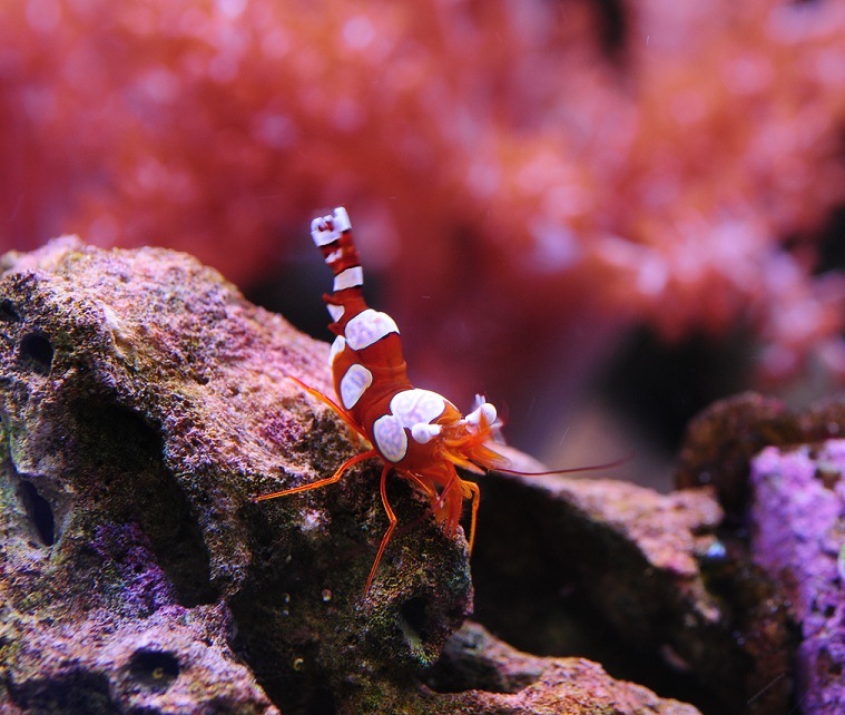 Sexy Shrimp