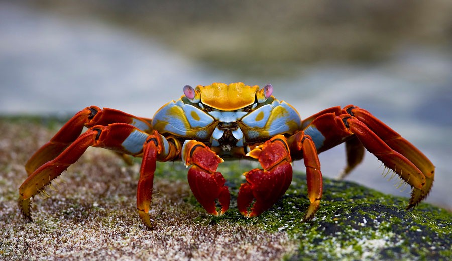 Sally Lightfoot Crab