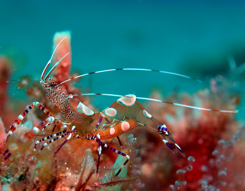 Glass Anemone Shrimp-Cam Anemon Karidesi