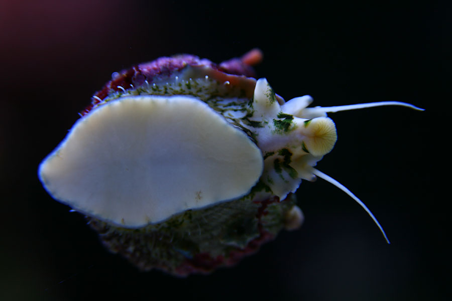 Trochus sp