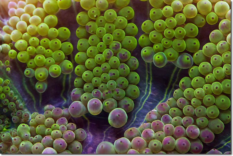 Bubble Anemone-Yeşil