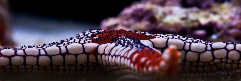 Echinoderma Stelleroidea.
