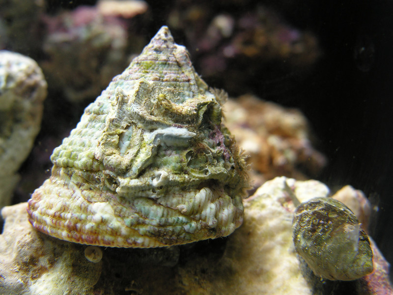 Astrea Snail