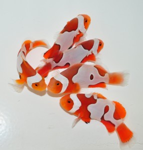 White Percula