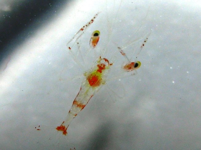 Lysmata Wurdemanni (Peppermint Shrimp) (1)