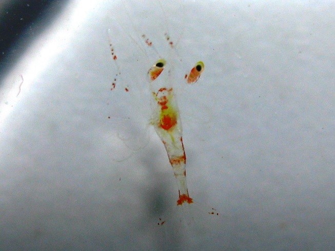 Lysmata Wurdemanni (Peppermint Shrimp) (2)
