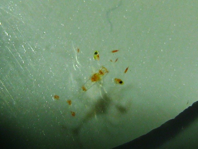 Lysmata Wurdemanni (Peppermint Shrimp) (3)