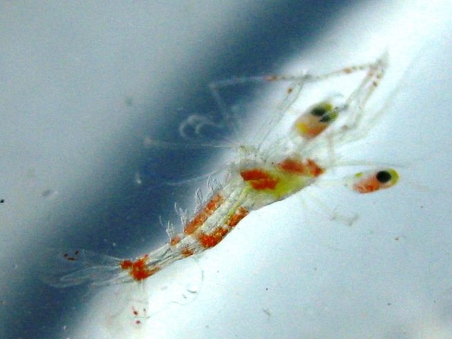 Lysmata Wurdemanni (Peppermint Shrimp) (4)