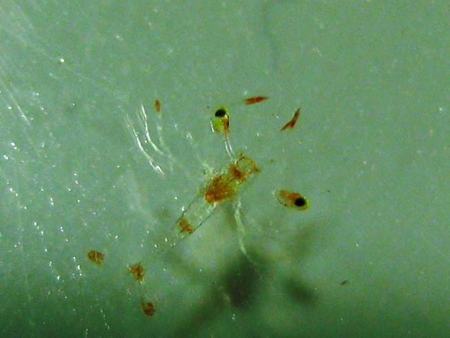 Lysmata Wurdemanni (Peppermint Shrimp) (5)
